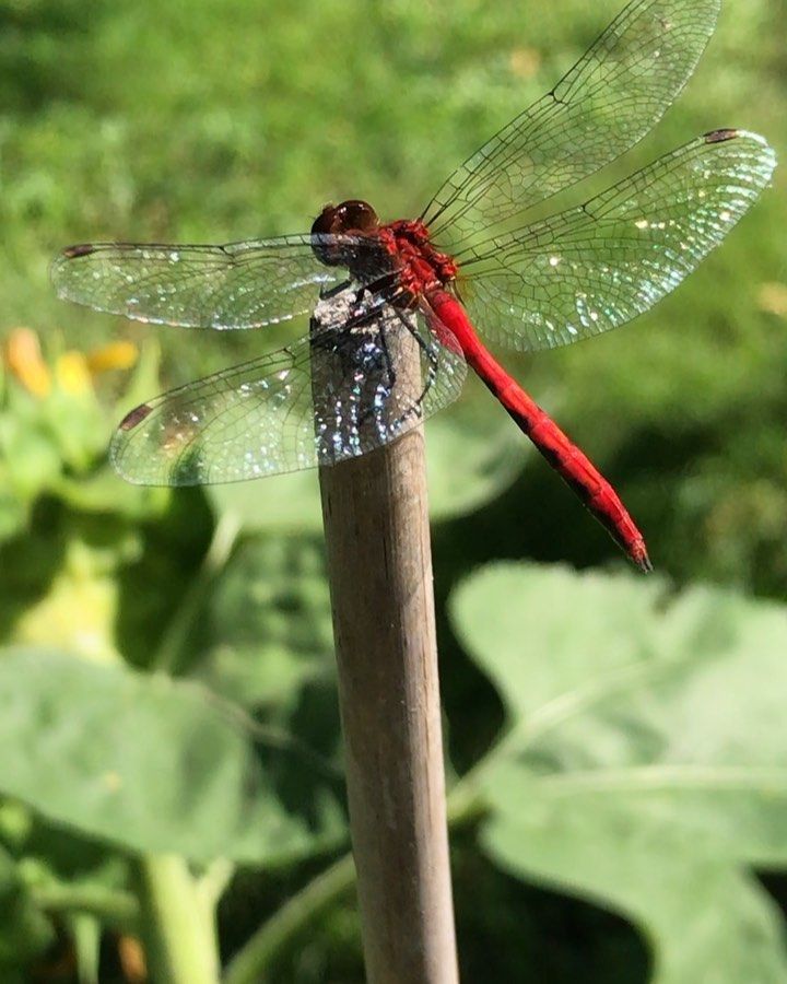 a red and black dragonfly sitting on top of a wooden stick next to green leaves