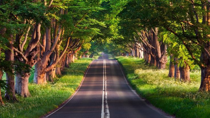 a man standing in the middle of an empty road surrounded by trees and greenery