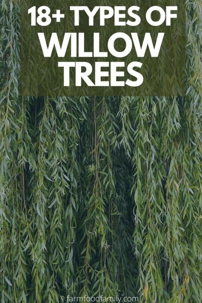 18+ Different Types Of Willow Trees With Pictures 24 Black Willow Tree, Types Of Willow Trees, Corkscrew Willow Tree, Small Willow Tree, Willow Tree Landscape, Dappled Willow Tree, White Willow Tree, Willow Trees Garden, Willow Bush