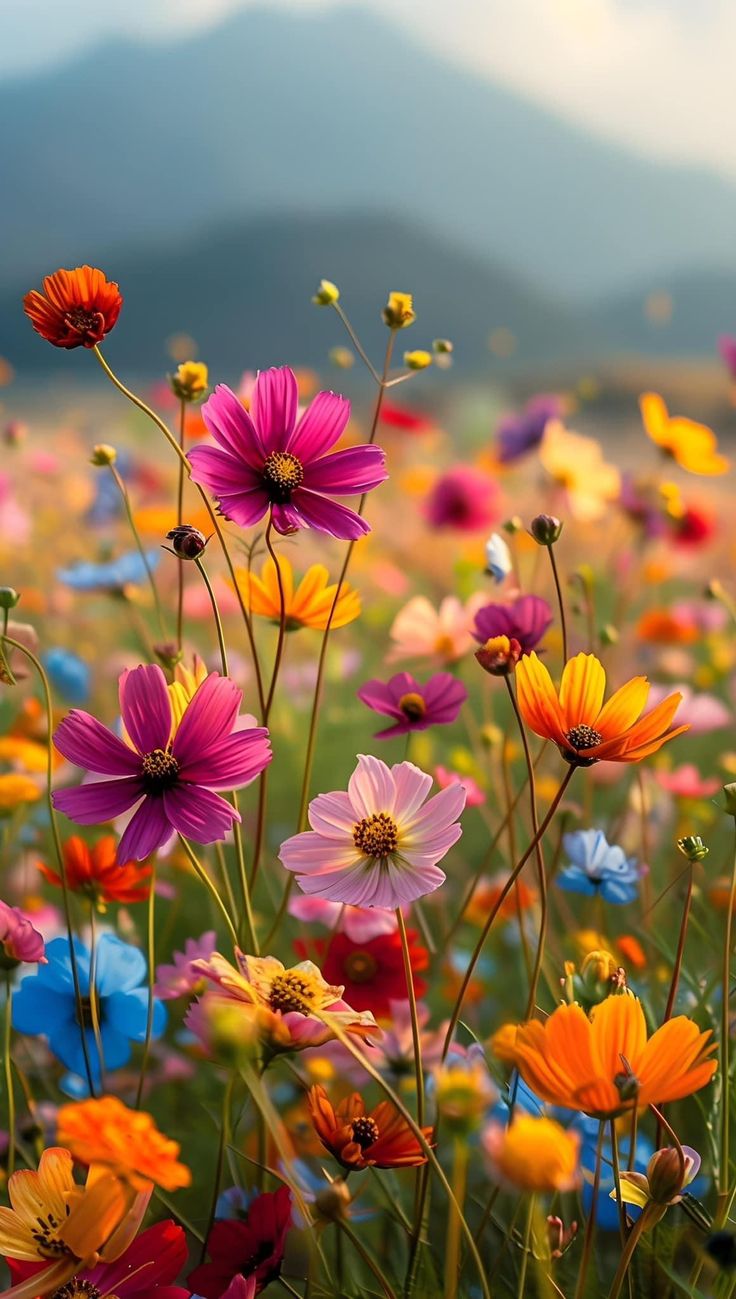 a field full of colorful flowers with mountains in the background