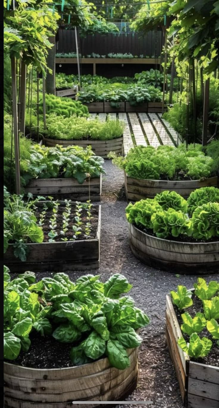 a garden filled with lots of green plants