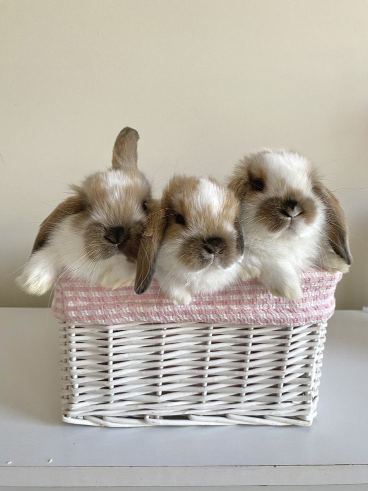 three little kittens sitting in a basket on top of a white table next to each other