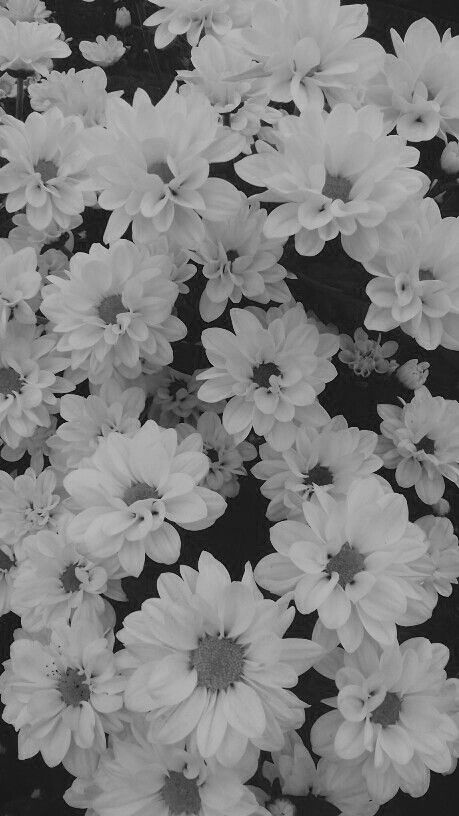 black and white photograph of many flowers