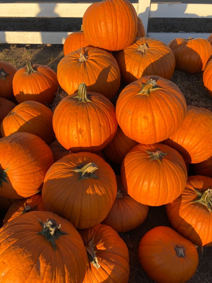 a pile of orange pumpkins sitting on the ground