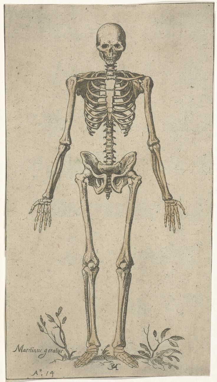 a drawing of a human skeleton standing in the grass