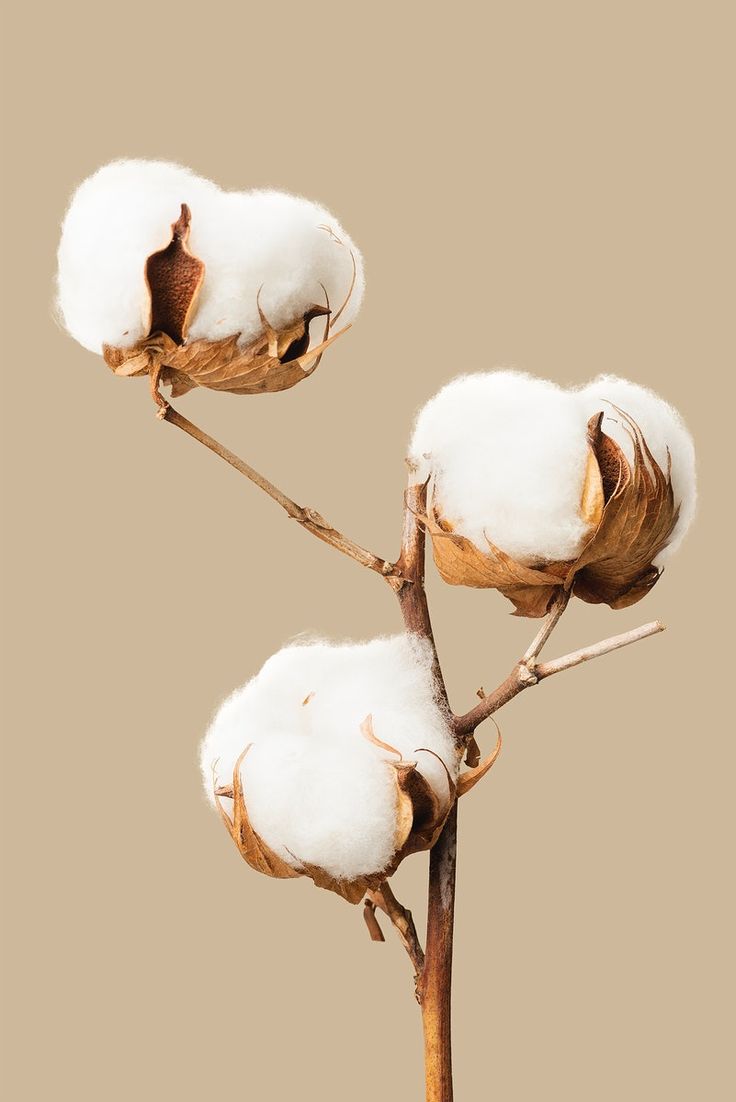 two cotton plants with their tops still on the stems, in front of a brown background