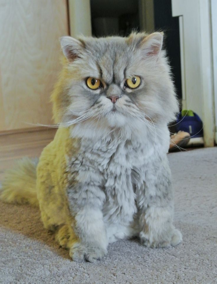 a fluffy cat sitting on the floor looking at the camera