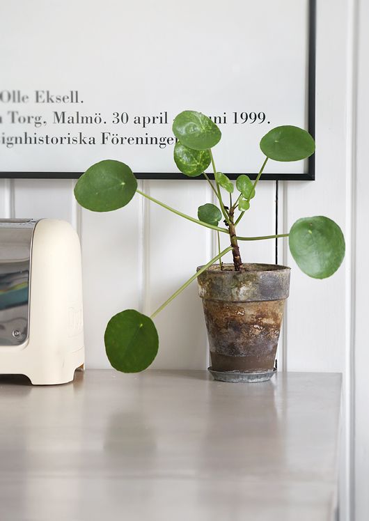 a potted plant sitting on top of a white table next to a wall mounted poster