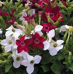 some red and white flowers are growing together