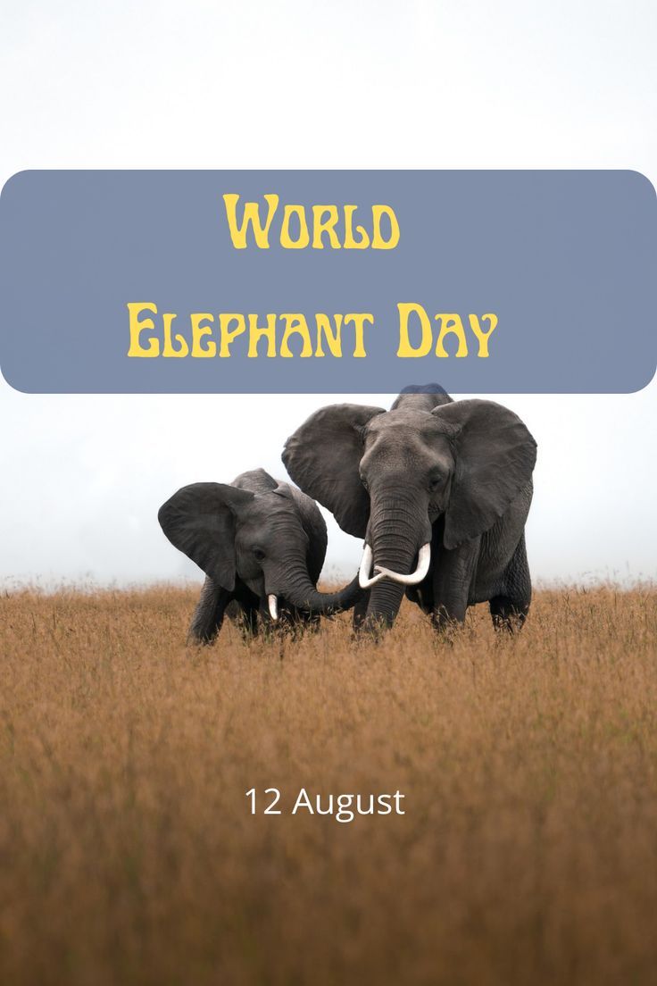 World Elephant Day Animal Calendar, World Elephant Day, World Days, Holiday Calendar, August 12, Forest Animals, Elephant, Forest, Holidays