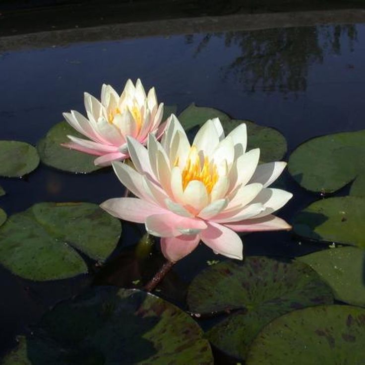 two white and pink water lilies in a pond