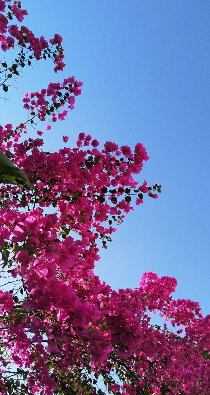 pink flowers are blooming on the branches of trees in front of a blue sky