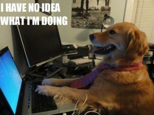 a dog sitting in front of a computer on top of a desk with the caption, i have some idea of what i'm doing