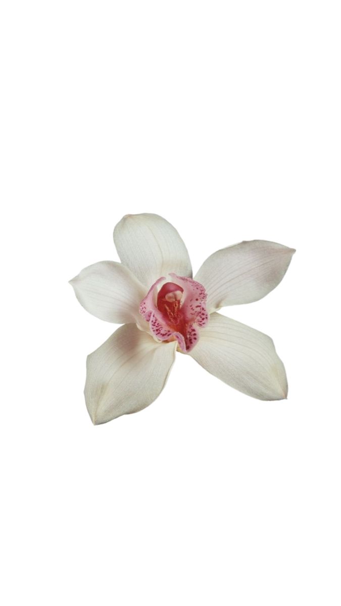 a white and pink flower on a white background