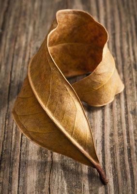 a dried leaf on a wooden surface