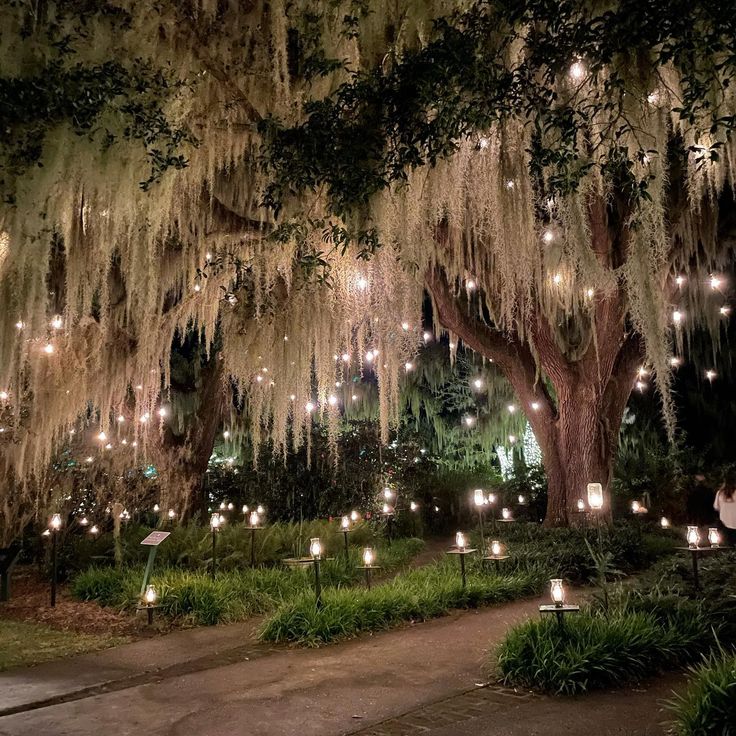 the lights are hanging from the trees in the park