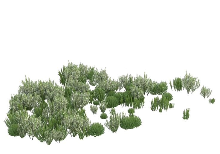 a bunch of trees that are standing in the grass on a white background with no one around them