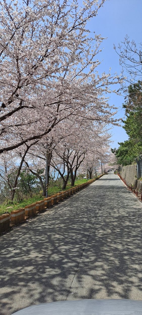 an empty street lined with blooming cherry trees