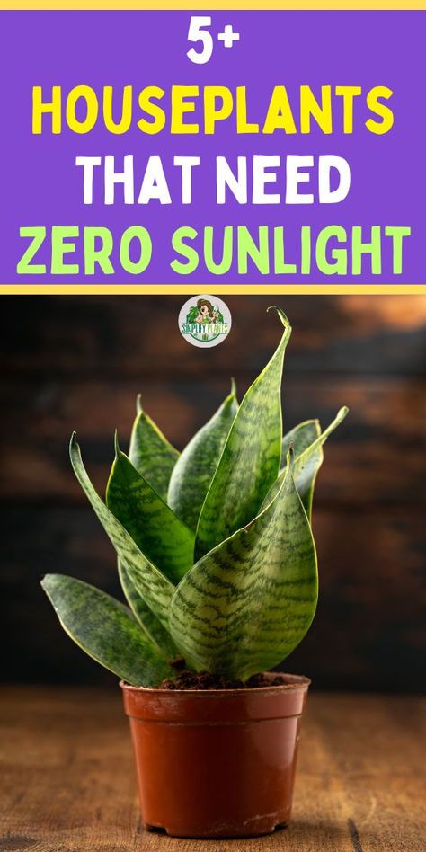 a potted plant with the words, 5 houseplants that need zero sunlight