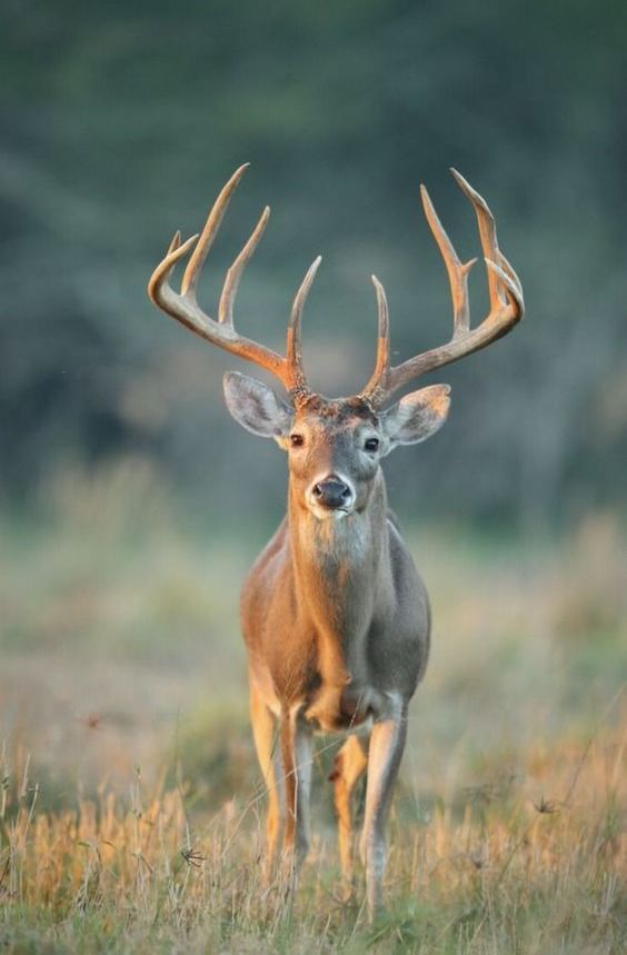 a deer with large antlers standing in the grass