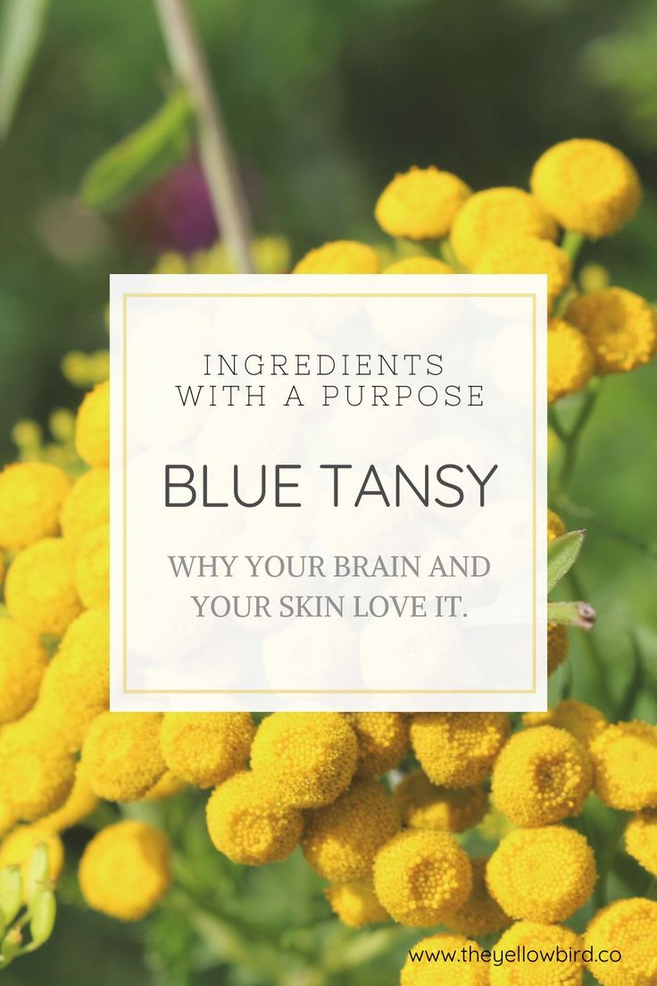 You may have heard of the beautiful blue tansy oil, but have no idea why it's blue, why it's in skin care, and what it's supposed to do. So this post is ALL for you. Tansy Plant, Curly Hair Hacks, Blue Tansy Essential Oil, Distillation Process, Aromatherapy Benefits, Steam Distillation, Blue Tansy, Endocrine System, Oil Benefits