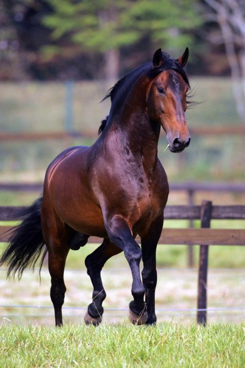 a brown horse standing on top of a lush green field next to a wooden fence