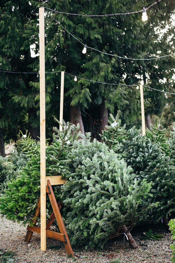 a pile of christmas trees sitting on top of a wooden stand next to a forest