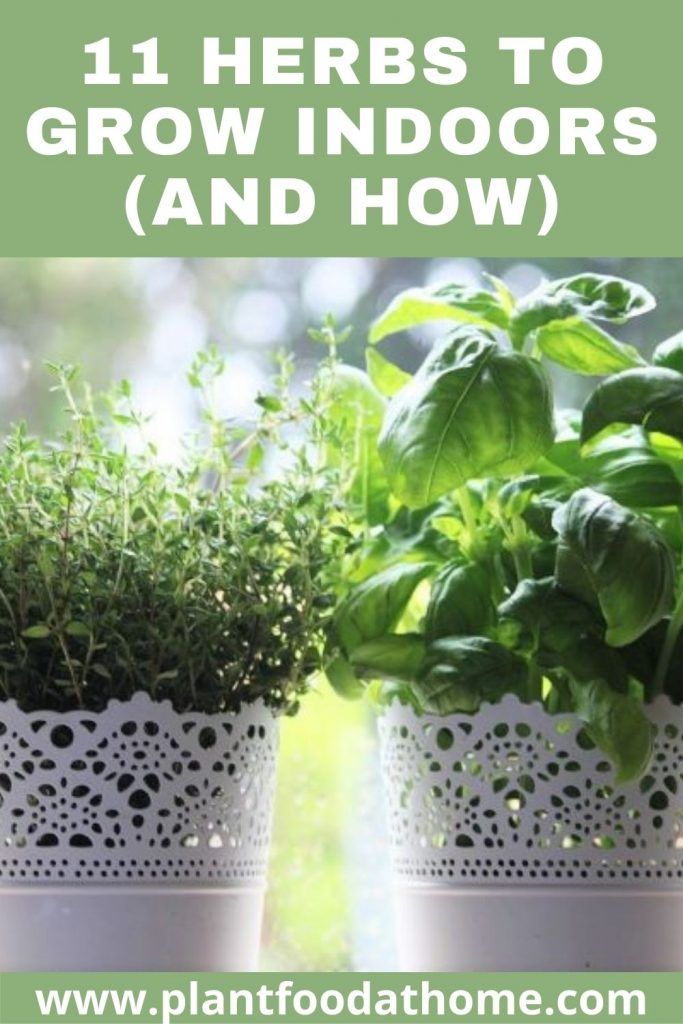 two potted plants with the words 11 herbs to grow indoors and how