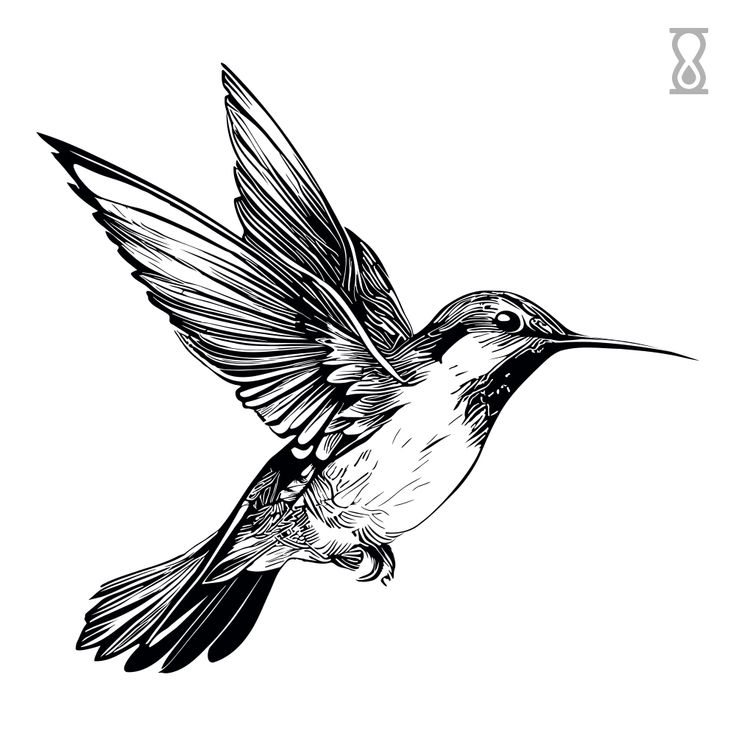 a black and white drawing of a hummingbird flying in the air with its wings spread