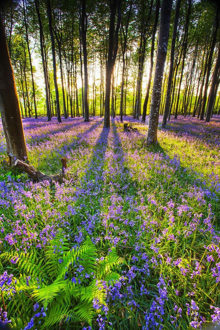 the sun shines through the trees and flowers in this forest filled with bluebells