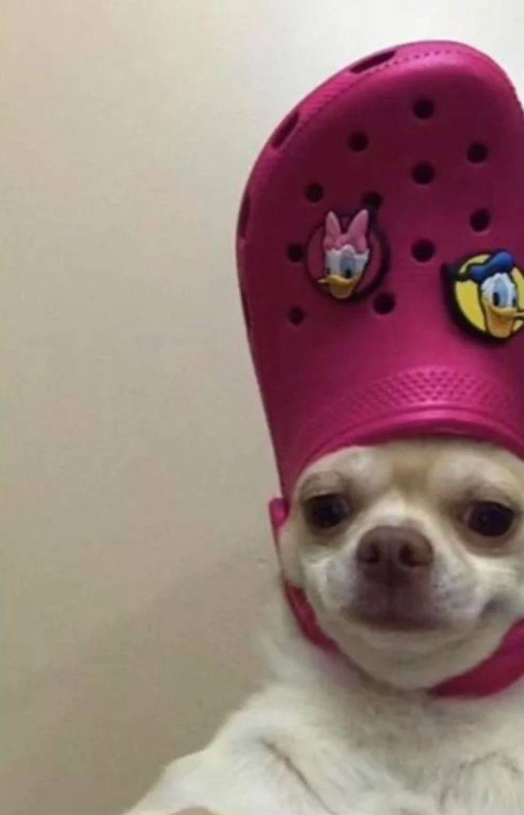 a small dog wearing a pink hat with cartoon characters on it