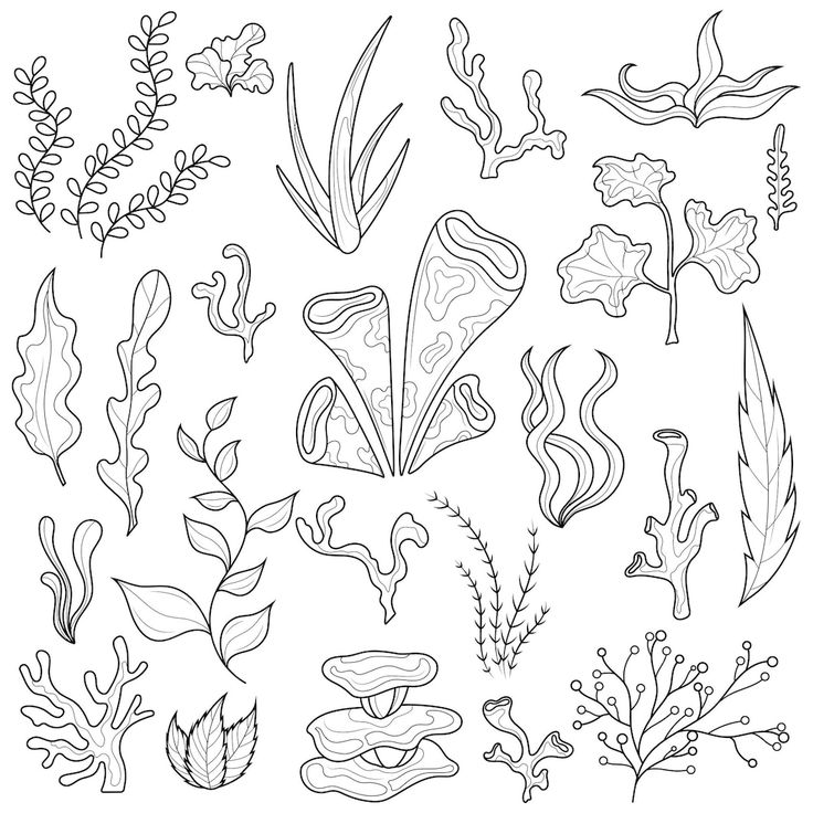 an image of seaweed and plants coloring pages