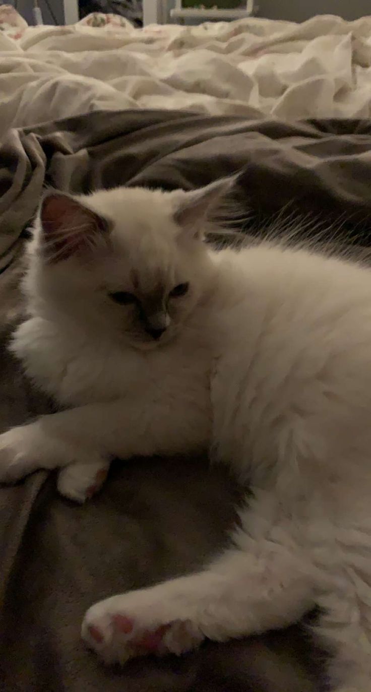 a white cat laying on top of a bed next to a pillow and blanket,