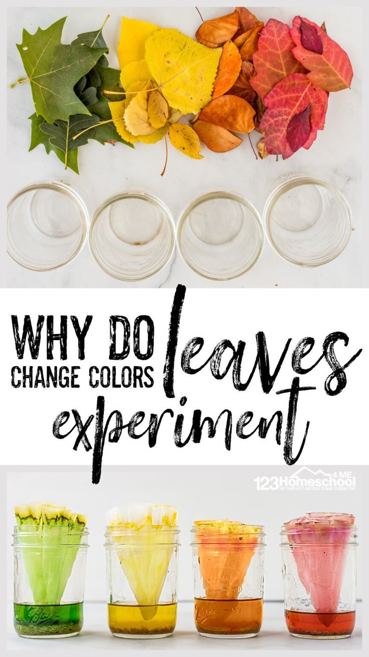 four glasses filled with different colored liquids and the words why do leaves experiment?