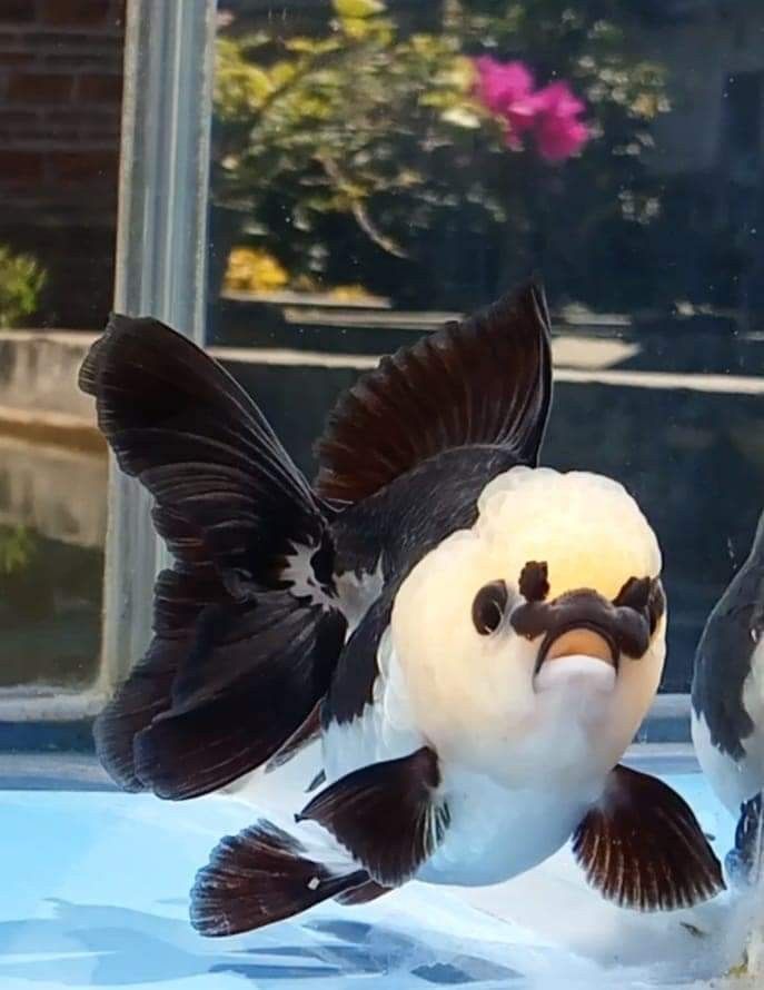 two black and white birds with their wings spread out in front of a window,