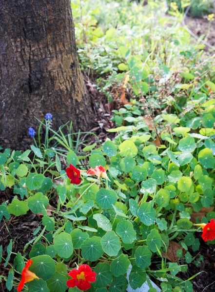 red and yellow flowers growing in the ground next to a tree with green leaves on it