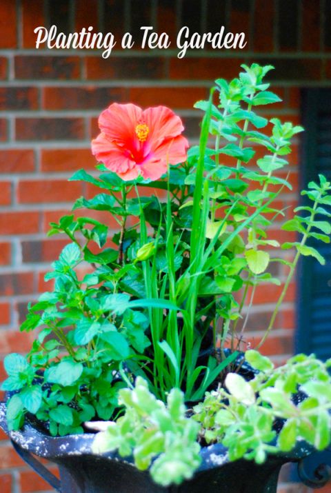 there is a potted plant with flowers in it and the words, planting a tea garden