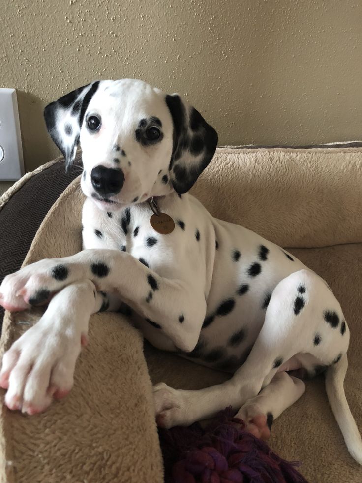 a dalmatian dog sitting on top of a couch