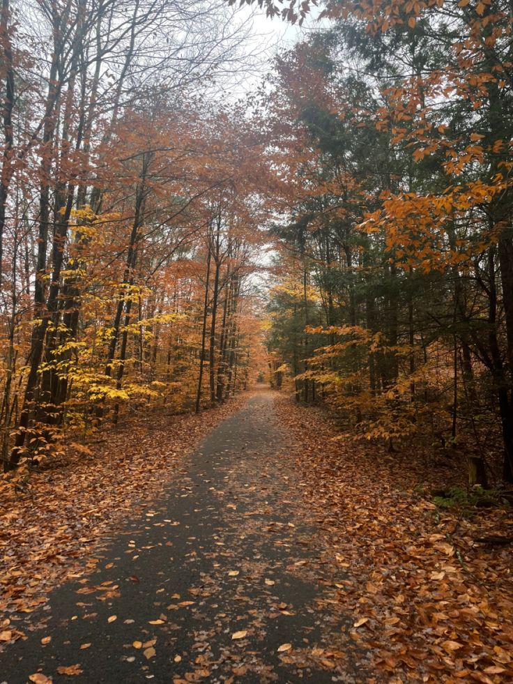 an empty road surrounded by trees with leaves on the ground