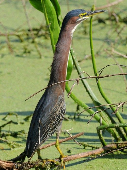 a bird standing on top of a branch in the middle of some green algae covered water