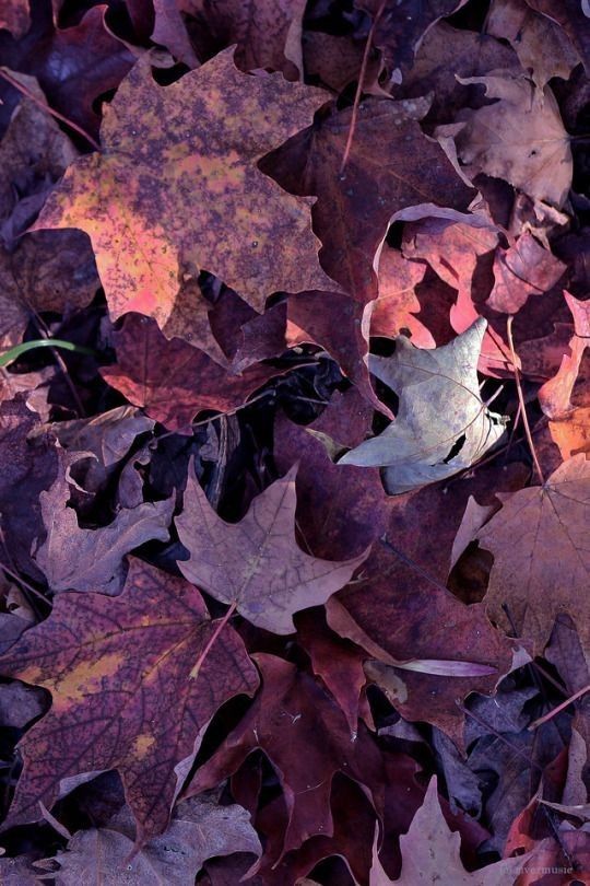 many different colored leaves laying on the ground