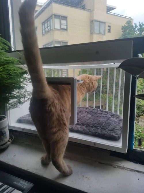 an orange and white cat standing on top of a window sill looking out at the outside