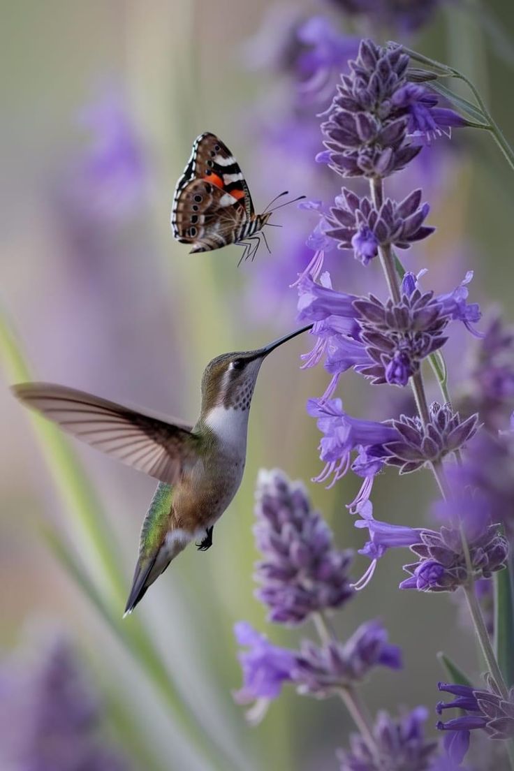 a hummingbird flying towards a purple flower with a butterfly on it's wing