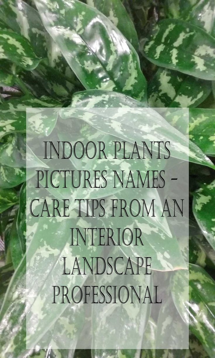 indoor plants pictures names - care tips from an interior landscape professional by the gardener's wife