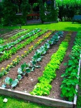 a garden filled with lots of green plants