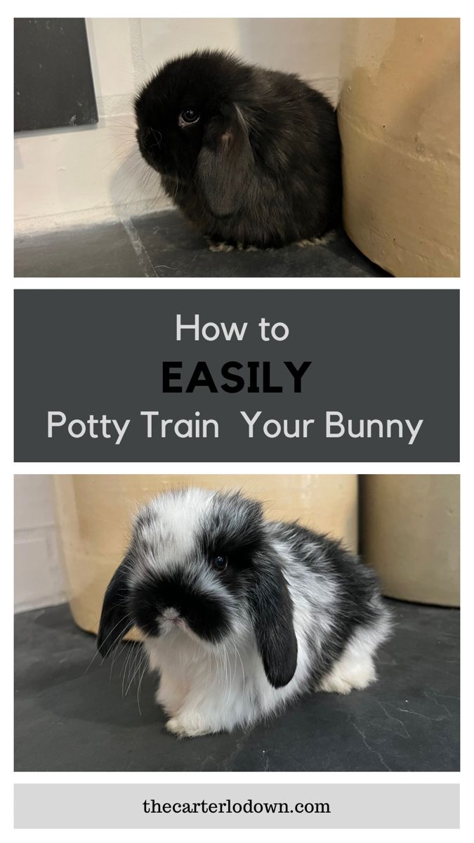 two rabbits sitting next to each other with text overlay reading how to easily potty train your bunny