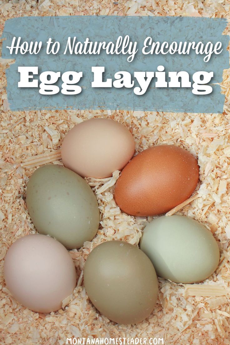 four eggs in a nest box with the words how to naturally encourage egg laying