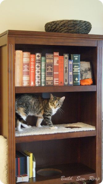 a cat sitting on top of a book shelf