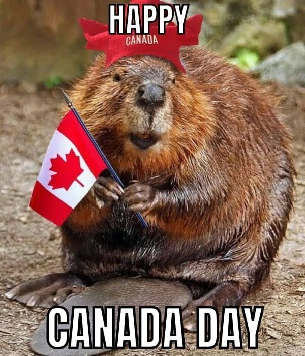 a beaver with a canadian flag on it's head sitting on the ground holding a paddle