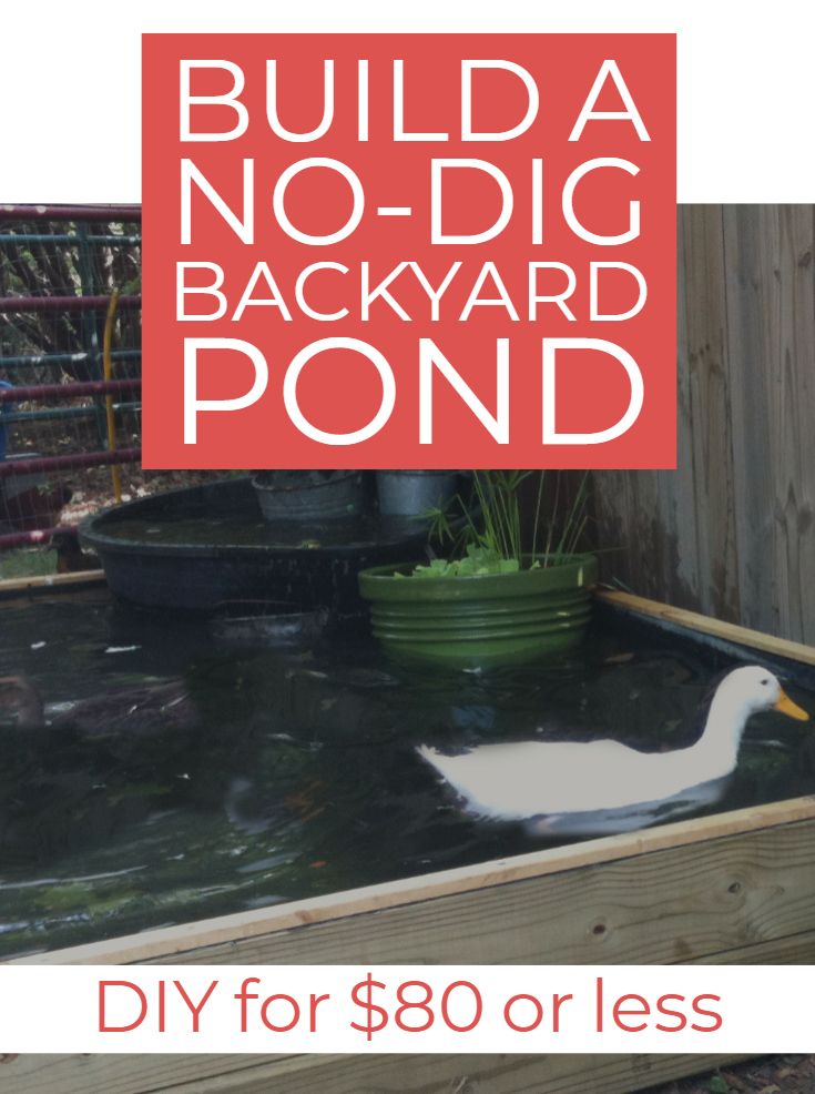 a white duck swimming in a pond with the words build a no - dig backyard pond